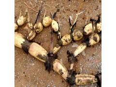 氮肥、饲料与畜牧渔业 现代农业产业链的联动发展