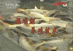 福瑞鲤养殖关键技术及饲料管理要点